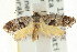  ( - CCDB-15843-D12)  @12 [ ] CreativeCommons - Attribution (2011) ANIC/CBG Photography Group Centre for Biodiversity Genomics