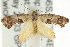  (Eupselia sp. ANICMK226 - CCDB-15843-E01)  @14 [ ] CreativeCommons - Attribution (2011) ANIC/CBG Photography Group Centre for Biodiversity Genomics