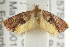  ( - CCDB-15843-E08)  @13 [ ] CreativeCommons - Attribution (2011) ANIC/CBG Photography Group Centre for Biodiversity Genomics
