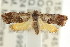  ( - CCDB-15843-E09)  @14 [ ] CreativeCommons - Attribution (2011) ANIC/CBG Photography Group Centre for Biodiversity Genomics