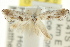  (Eupselia sp. ANICMK49 - CCDB-15843-E12)  @13 [ ] CreativeCommons - Attribution (2011) ANIC/CBG Photography Group Centre for Biodiversity Genomics