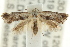  (Eupselia sp. ANICMK93 - CCDB-15843-F01)  @11 [ ] CreativeCommons - Attribution (2011) ANIC/CBG Photography Group Centre for Biodiversity Genomics