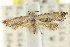  (Eupselia sp. ANICMK94 - CCDB-15843-F02)  @11 [ ] CreativeCommons - Attribution (2011) ANIC/CBG Photography Group Centre for Biodiversity Genomics