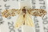  (Eupselia sp. ANICMK95 - CCDB-15843-F03)  @11 [ ] CreativeCommons - Attribution (2011) ANIC/CBG Photography Group Centre for Biodiversity Genomics