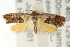 ( - CCDB-15843-F05)  @14 [ ] CreativeCommons - Attribution (2011) ANIC/CBG Photography Group Centre for Biodiversity Genomics