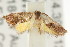  (Eupselia sp. ANICMK100 - CCDB-15843-F10)  @11 [ ] CreativeCommons - Attribution (2011) ANIC/CBG Photography Group Centre for Biodiversity Genomics