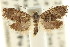  (Eupselia sp. ANICMK101 - CCDB-15843-F12)  @11 [ ] CreativeCommons - Attribution (2011) ANIC/CBG Photography Group Centre for Biodiversity Genomics