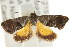  ( - CCDB-15843-G12)  @13 [ ] CreativeCommons - Attribution (2011) ANIC/CBG Photography Group Centre for Biodiversity Genomics