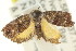  ( - CCDB-15843-H02)  @13 [ ] CreativeCommons - Attribution (2011) ANIC/CBG Photography Group Centre for Biodiversity Genomics