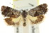  (Eupselia sp. ANICMK207 - CCDB-15843-H03)  @14 [ ] CreativeCommons - Attribution (2011) ANIC/CBG Photography Group Centre for Biodiversity Genomics