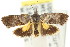  (Eupselia sp. ANICMK104 - CCDB-15843-H09)  @14 [ ] CreativeCommons - Attribution (2011) ANIC/CBG Photography Group Centre for Biodiversity Genomics