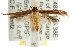  ( - CCDB-15844-E05)  @12 [ ] CreativeCommons - Attribution (2011) ANIC/CBG Photography Group Centre for Biodiversity Genomics