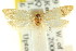  (Microlocha metabapta - CCDB-15845-C11)  @11 [ ] CreativeCommons - Attribution (2011) ANIC/CBG Photography Group Centre for Biodiversity Genomics