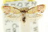  ( - CCDB-15845-C12)  @11 [ ] CreativeCommons - Attribution (2011) ANIC/CBG Photography Group Centre for Biodiversity Genomics