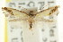  ( - CCDB-15845-D01)  @11 [ ] CreativeCommons - Attribution (2011) ANIC/CBG Photography Group Centre for Biodiversity Genomics