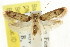  ( - CCDB-15845-E09)  @11 [ ] CreativeCommons - Attribution (2011) ANIC/CBG Photography Group Centre for Biodiversity Genomics