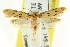  ( - CCDB-15845-F03)  @12 [ ] CreativeCommons - Attribution (2011) ANIC/CBG Photography Group Centre for Biodiversity Genomics