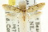  ( - CCDB-15845-F05)  @11 [ ] CreativeCommons - Attribution (2011) ANIC/CBG Photography Group Centre for Biodiversity Genomics