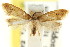  (Pholeutis - CCDB-15846-A01)  @11 [ ] CreativeCommons - Attribution (2011) ANIC/CBG Photography Group Centre for Biodiversity Genomics