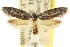  ( - CCDB-15846-C10)  @11 [ ] CreativeCommons - Attribution (2011) ANIC/CBG Photography Group Centre for Biodiversity Genomics