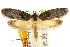  ( - CCDB-15847-B03)  @11 [ ] CreativeCommons - Attribution (2011) ANIC/CBG Photography Group Centre for Biodiversity Genomics