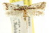  ( - CCDB-15847-B08)  @11 [ ] CreativeCommons - Attribution (2011) ANIC/CBG Photography Group Centre for Biodiversity Genomics