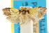  ( - CCDB-15847-G10)  @11 [ ] CreativeCommons - Attribution (2011) ANIC/CBG Photography Group Centre for Biodiversity Genomics