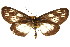 ( - CCDB-15848-B07)  @11 [ ] CreativeCommons - Attribution (2011) ANIC/CBG Photography Group Centre for Biodiversity Genomics