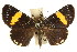  ( - CCDB-15848-B09)  @11 [ ] CreativeCommons - Attribution (2011) ANIC/CBG Photography Group Centre for Biodiversity Genomics