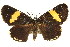  ( - CCDB-15848-B10)  @11 [ ] CreativeCommons - Attribution (2011) ANIC/CBG Photography Group Centre for Biodiversity Genomics