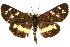  ( - CCDB-15848-C01)  @11 [ ] CreativeCommons - Attribution (2011) ANIC/CBG Photography Group Centre for Biodiversity Genomics
