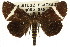  ( - CCDB-15848-C07)  @11 [ ] CreativeCommons - Attribution (2011) ANIC/CBG Photography Group Centre for Biodiversity Genomics