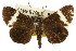 ( - CCDB-15848-C08)  @11 [ ] CreativeCommons - Attribution (2011) ANIC/CBG Photography Group Centre for Biodiversity Genomics