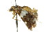  ( - CCDB-15848-G07)  @13 [ ] CreativeCommons - Attribution (2011) ANIC/CBG Photography Group Centre for Biodiversity Genomics