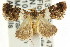  ( - CCDB-15848-G08)  @15 [ ] CreativeCommons - Attribution (2011) ANIC/CBG Photography Group Centre for Biodiversity Genomics