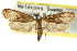 ( - CCDB-15849-B05)  @11 [ ] CreativeCommons - Attribution (2011) ANIC/CBG Photography Group Centre for Biodiversity Genomics