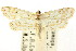  ( - CCDB-15849-C01)  @11 [ ] CreativeCommons - Attribution (2011) ANIC/CBG Photography Group Centre for Biodiversity Genomics