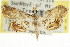  ( - CCDB-15849-C11)  @13 [ ] CreativeCommons - Attribution (2011) ANIC/CBG Photography Group Centre for Biodiversity Genomics