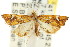  ( - CCDB-15849-D03)  @11 [ ] CreativeCommons - Attribution (2011) ANIC/CBG Photography Group Centre for Biodiversity Genomics