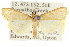  (Trigonoorda sp. ABV4681 - CCDB-15849-F03)  @13 [ ] CreativeCommons - Attribution (2011) ANIC/CBG Photography Group Centre for Biodiversity Genomics
