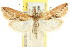  (Canuza acmias - CCDB-15849-F05)  @13 [ ] CreativeCommons - Attribution (2011) ANIC/CBG Photography Group Centre for Biodiversity Genomics