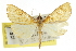  ( - CCDB-15849-G07)  @11 [ ] CreativeCommons - Attribution (2011) ANIC/CBG Photography Group Centre for Biodiversity Genomics