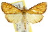  ( - CCDB-15849-G08)  @11 [ ] CreativeCommons - Attribution (2011) ANIC/CBG Photography Group Centre for Biodiversity Genomics