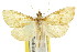  ( - CCDB-15849-G09)  @13 [ ] CreativeCommons - Attribution (2011) ANIC/CBG Photography Group Centre for Biodiversity Genomics