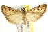  (Achyra nigrirenalis - CCDB-15849-H06)  @15 [ ] CreativeCommons - Attribution (2011) ANIC/CBG Photography Group Centre for Biodiversity Genomics
