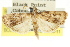  ( - CCDB-15849-H10)  @11 [ ] CreativeCommons - Attribution (2011) ANIC/CBG Photography Group Centre for Biodiversity Genomics