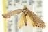  (Eupselia sp. ANICMK109 - CCDB-15850-B03)  @11 [ ] CreativeCommons - Attribution (2011) ANIC/CBG Photography Group Centre for Biodiversity Genomics