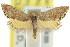 (Eupselia theorella - CCDB-15850-B09)  @11 [ ] CreativeCommons - Attribution (2011) ANIC/CBG Photography Group Centre for Biodiversity Genomics