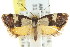  ( - CCDB-15850-C01)  @14 [ ] CreativeCommons - Attribution (2011) ANIC/CBG Photography Group Centre for Biodiversity Genomics