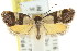  (Eupselia philomorpha - CCDB-15850-C03)  @15 [ ] CreativeCommons - Attribution (2011) ANIC/CBG Photography Group Centre for Biodiversity Genomics